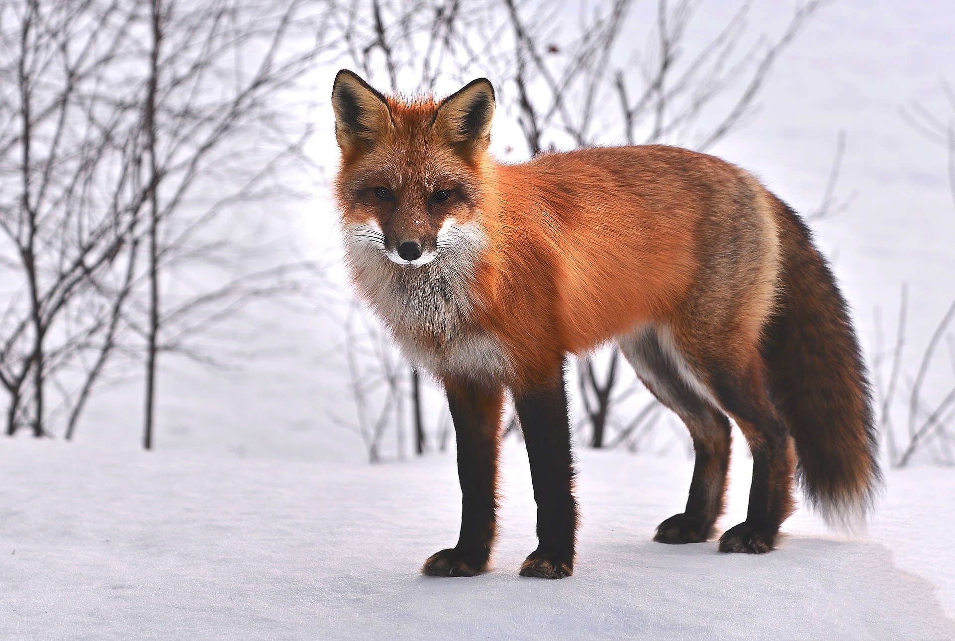 renard