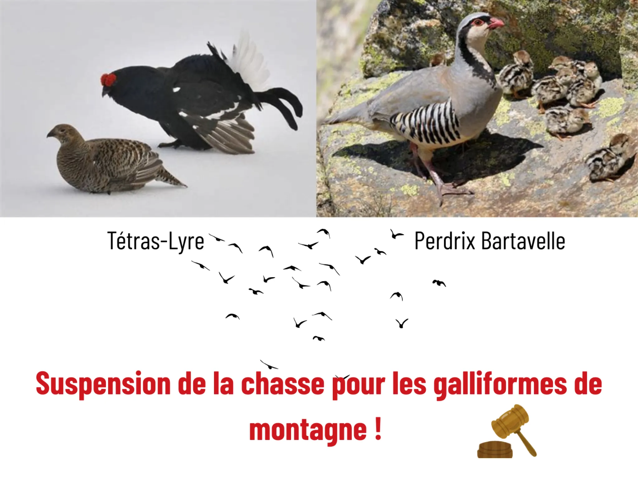 chasse 